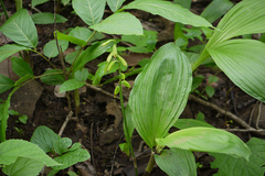 Eulophia ochreata